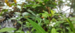 Ceriagrion cerinorubellum