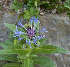 Centaurea montana