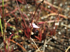 Utricularia caerulea