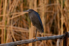 Egretta ardesiaca