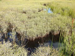 Melaleuca thymifolia