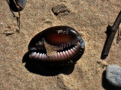 Monetaria caputserpentis