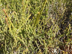Melaleuca thymifolia