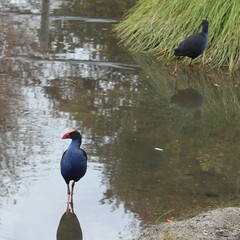 Porphyrio melanotus
