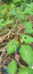 Neurothemis tullia