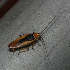 Pseudophyllodromiinae