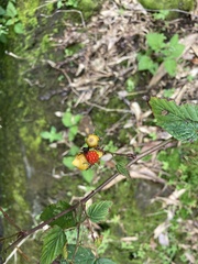 Rubus