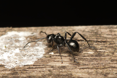 Polyrhachis clio