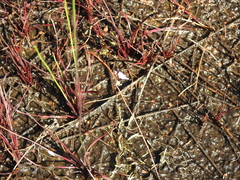 Utricularia caerulea