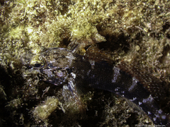 Gobius paganellus