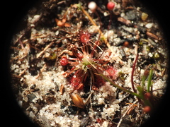 Drosera pygmaea