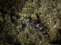 Gobius paganellus