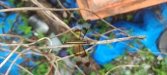 Neurothemis tullia