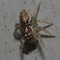 Cytaea