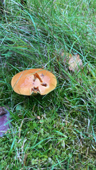 Suillus grevillei