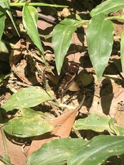 Teleogryllus mitratus