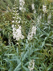 Lysimachia ephemerum