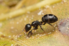 Camponotus mackayensis