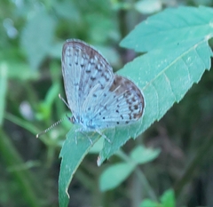 Pseudozizeeria maha