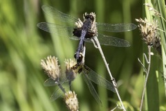 Celithemis martha
