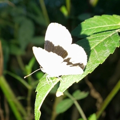 Pseudozizeeria maha