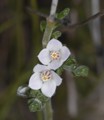 Cyanothamnus coerulescens