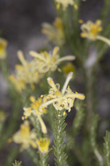 Petrophile ericifolia