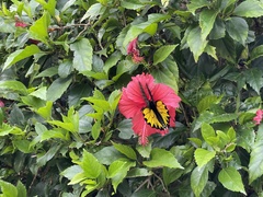 Troides aeacus formosanus