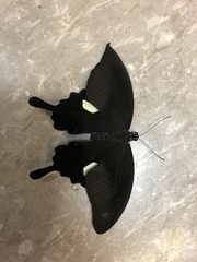Papilio helenus