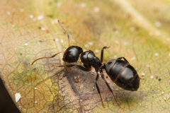 Camponotus mackayensis