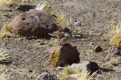 Cinclodes albiventris