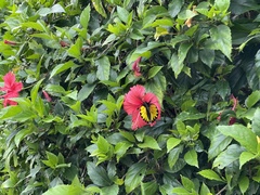 Troides aeacus formosanus