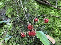 Rubus kawakamii