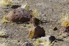 Cinclodes albiventris