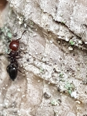 Crematogaster scutellaris