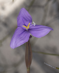 Patersonia occidentalis