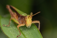 Orphulella punctata