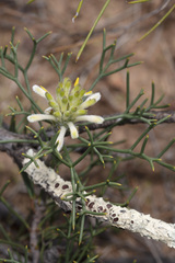 Petrophile conifera
