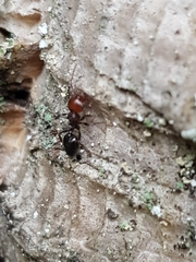 Crematogaster scutellaris