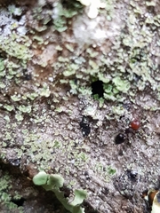 Crematogaster scutellaris