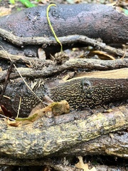 Nectria cinnabarina