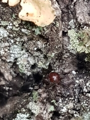 Crematogaster scutellaris