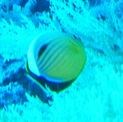 Chaetodon austriacus