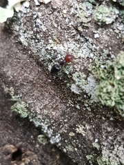 Crematogaster scutellaris