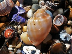 Phalium bandatum
