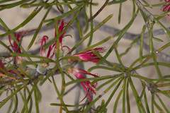 Melaleuca quadrifida