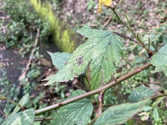 Rubus