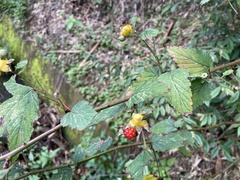 Rubus