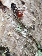 Crematogaster scutellaris