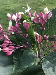 Clerodendrum